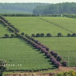 Giới Thiệu Về Xã Bảo Lâm 1, Lâm Đồng