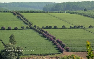 Read more about the article Giới Thiệu Về Xã Bảo Lâm 1, Lâm Đồng