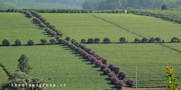 vinhxdcom_doi tra xa bao lam 1